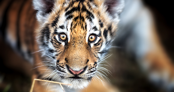 a young tiger looks up curiously