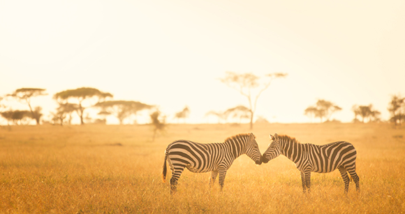 two zebras stand together in a field