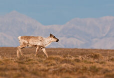 caribou walks across a plain with mountains in the background