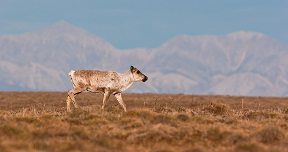 caribou walks across a plain with mountains in the background