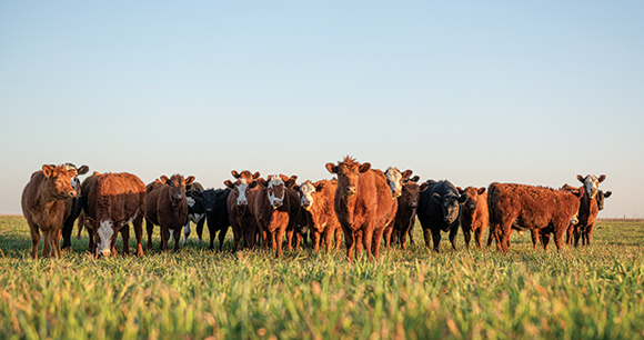 cattle graze together in a pasture
