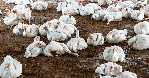 meat chickens on farm dirt