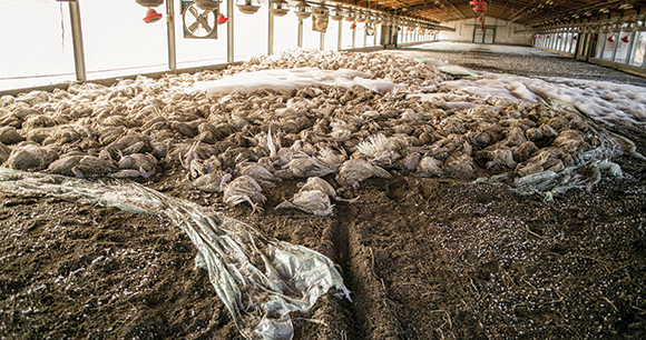 dead, depopulated turkeys cover the floor of a barn