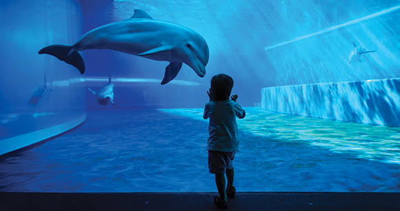 Boy looks at dolphin through aquarium glass