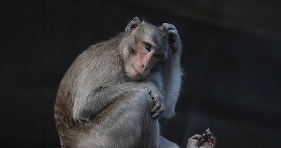 macaque scratches head in enclosure
