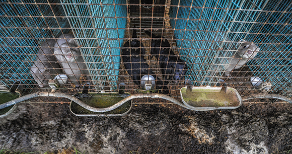 minks trapped in farm cages