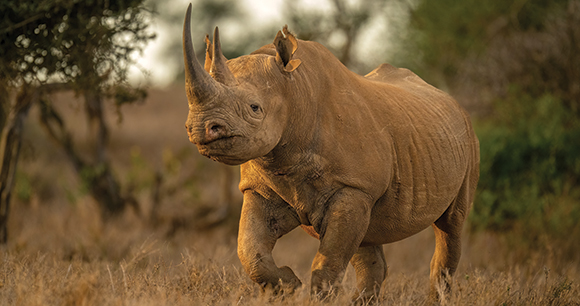 Rhino trots in low grass
