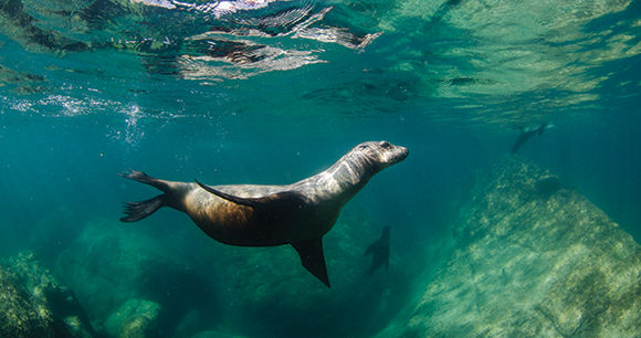 sea lion swims near the surface