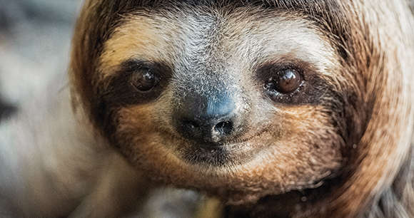 sloth looks forward eagerly