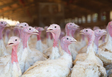 crowded turkeys in barn