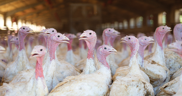 crowded turkeys in barn