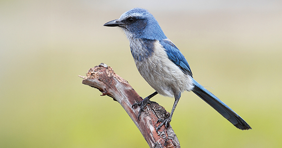 bird sits on a barren branch