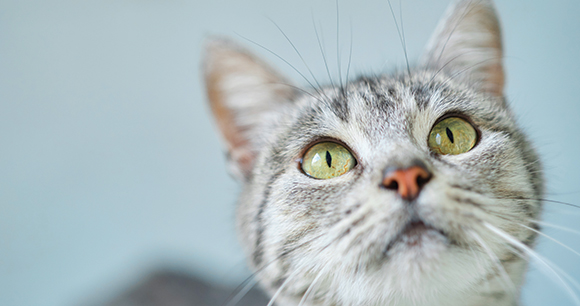tabby cat looking up