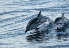 dolphin jumps out of water with child