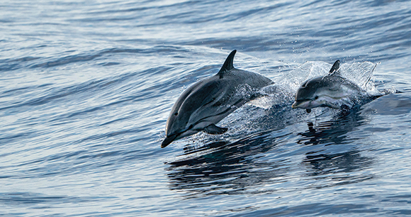dolphin jumps out of water with child
