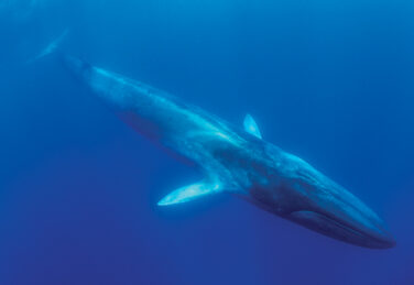 whale swims in the ocean