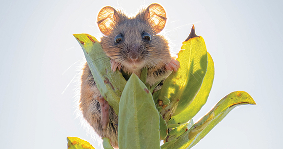 sunlit harvest mouse sits on a plant