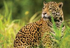 jaguar scouts in a brush