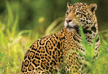 jaguar scouts in a brush