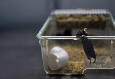 laboratory mouse peeking out of container