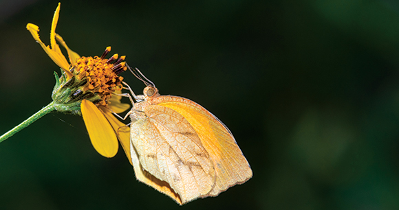 butterfly pollinates a flower