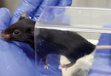 mouse is handled through a tunnel