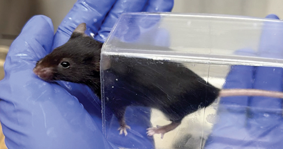 mouse is handled through a tunnel