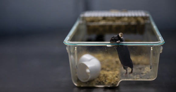 laboratory mouse peeking out of container