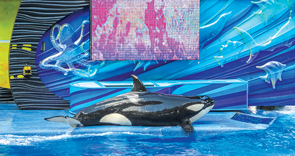 orca performs during a marine show