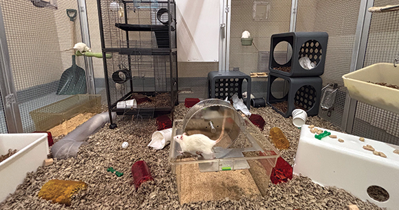 rats run around a spacious cage