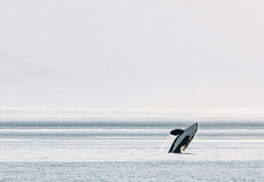 orca breaches in the ocean