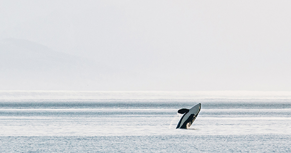 orca breaches in the ocean