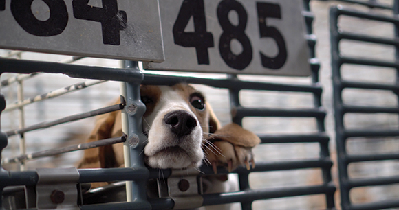 a bred beagle looks sullenly through a small opening in a cage