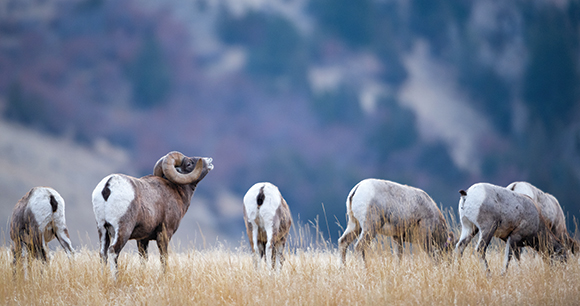 big horn sheep gather in mountain terrain
