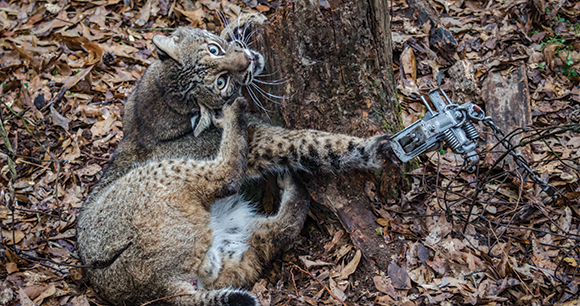 trapped bobcat suffers on the ground near tree