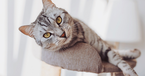housecat lies in a cushion on a tower in a home
