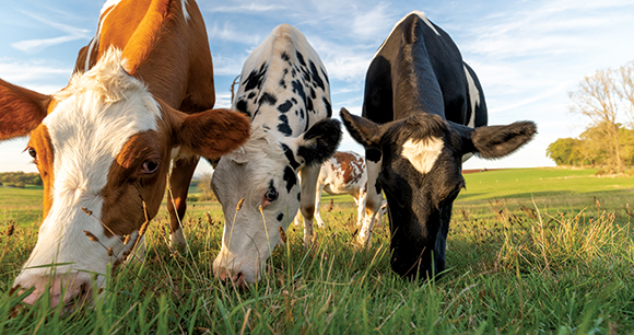 cows graze in a pasture