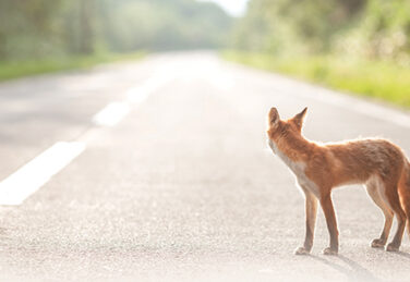 lone fox stands on an empty road looking into distance