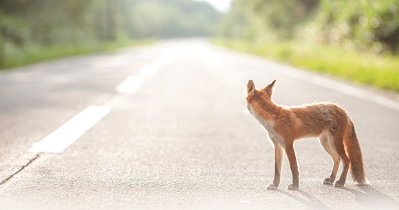 lone fox stands on an empty road looking into distance