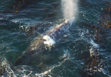 gray whale sprays out from its blowhole in ocean water