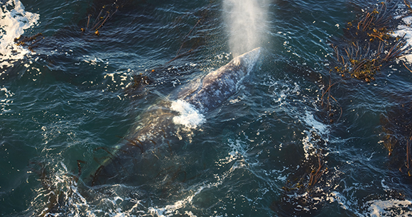 gray whale sprays out from its blowhole in ocean water