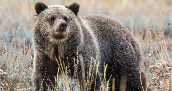 grizzly bear looks out from low brush