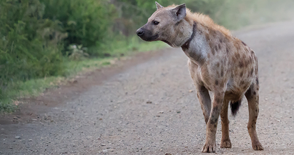 Hyena looks out from dirt road