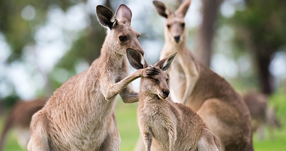 kangaroo mother cleans the face of its young
