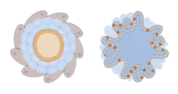 Illustration of a cardiac (left) and intestinal (right) organoid. Organoids are miniature, 3D versions of the larger organs.