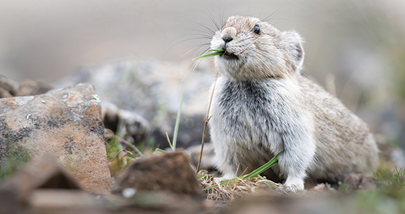 Pika chews on grass on rocky landscape