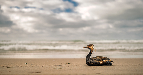 seabird covered in oil sits on a sandy beach