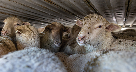 crowded sheep in low roof truck trailer