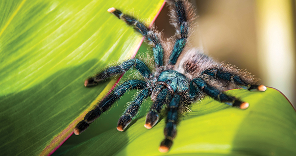 wild tarantula crawls on a leaf
