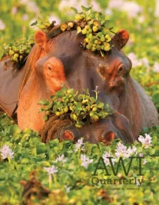 water hyacinths wreath a hippopotamus in Zimbabwe